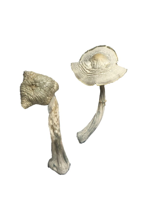 where can i get oyster mushrooms