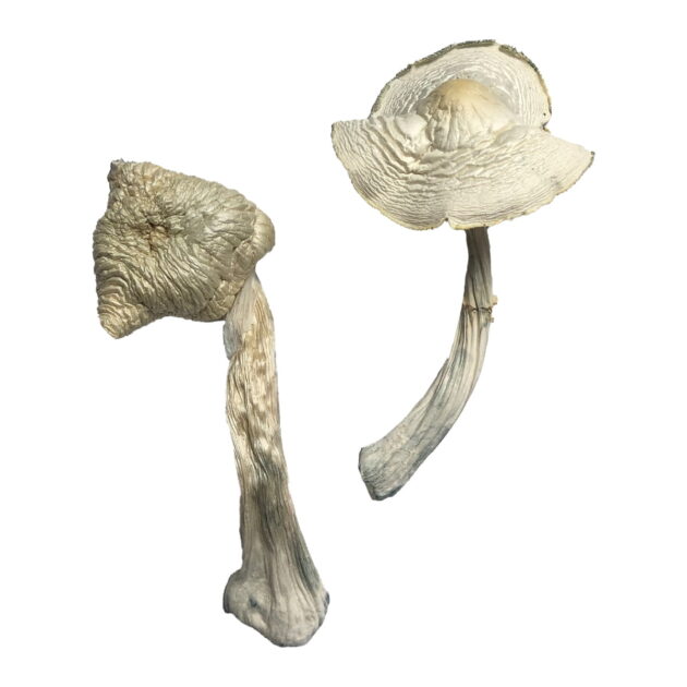 where can i get oyster mushrooms